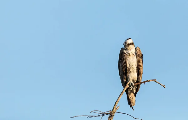 Grande Osprey Pandion Haliaetus Poleiros Ramo Uma Árvore Morta Início — Fotografia de Stock