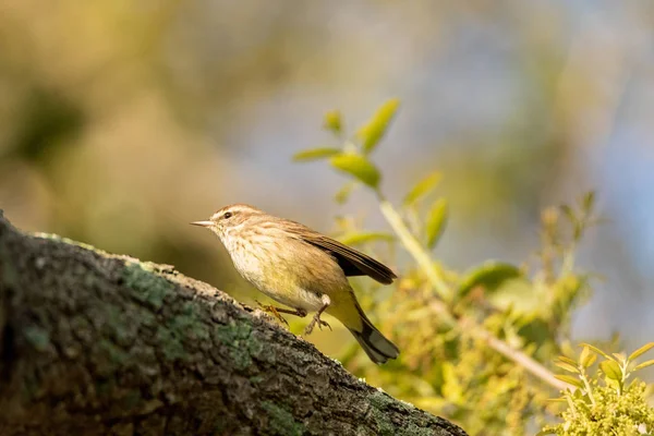 Pine Warbler Setophaga pinus perches in a tree — Stock Photo, Image