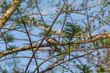 Sarı sağrılı ötleğen Setophaga coronata tünemiş bir ağaç üzerinde