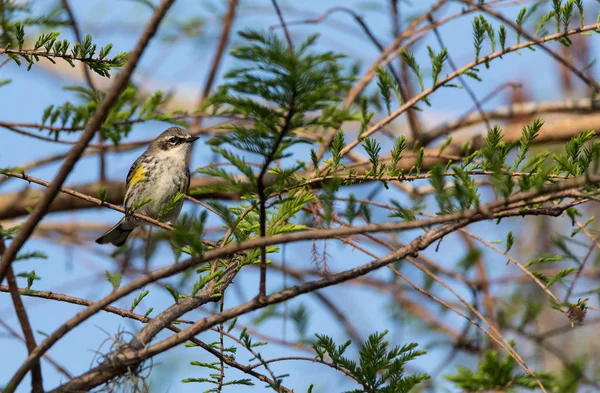 Yellow-rumped warbler Setophaga coronata perches on a tree — Stock Photo, Image