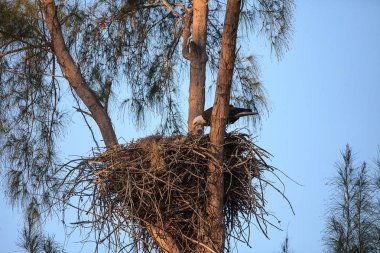Kel kartal Haliaeetus leucocephalus eaglets onların n beslenir.