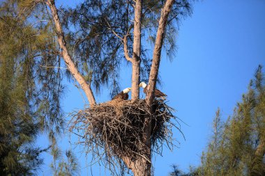 İki kel kartal Haliaeetus leucocephalus anne t ile aile