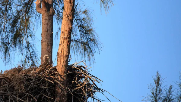 Águila calva Haliaeetus leucocephalus en un nido en la isla Marco , — Foto de Stock