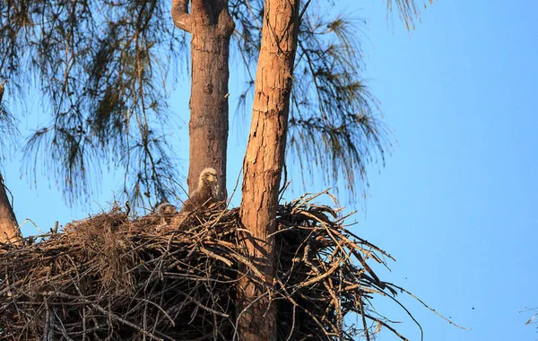 Águila calva Haliaeetus leucocephalus en un nido en la isla Marco , — Foto de Stock