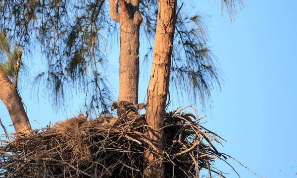 Bald eaglet Haliaeetus leucocephalus in a nest on Marco Island, — Stock Photo, Image