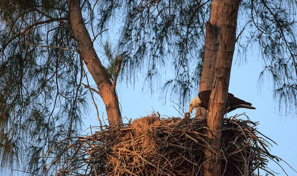 Águila calva Haliaeetus leucocephalus alimenta a las águilas en su n — Foto de Stock