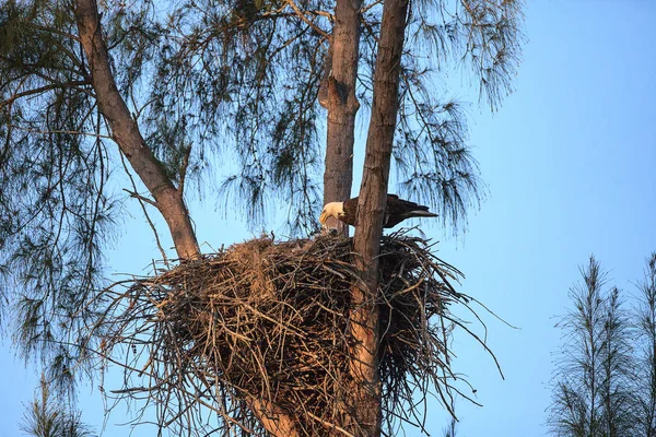 Weißkopfseeadler haliaeetus leucocephalus ernährt die Adler in ihrem n — Stockfoto