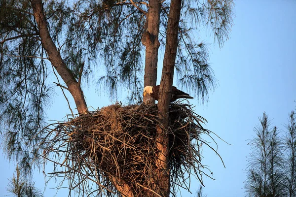 Águila calva Haliaeetus leucocephalus alimenta a las águilas en su n —  Fotos de Stock