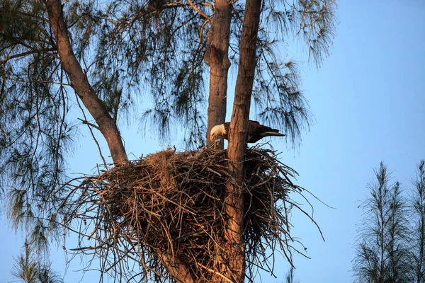 Águila calva Haliaeetus leucocephalus alimenta a las águilas en su n — Foto de Stock