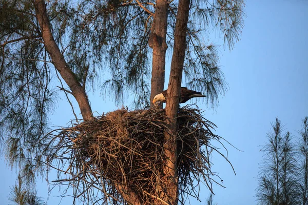 Águila calva Haliaeetus leucocephalus alimenta a las águilas en su n — Foto de Stock