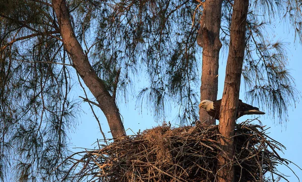 Bald eagle Haliaeetus leucocephalus eszik a eaglets, a n — Stock Fotó