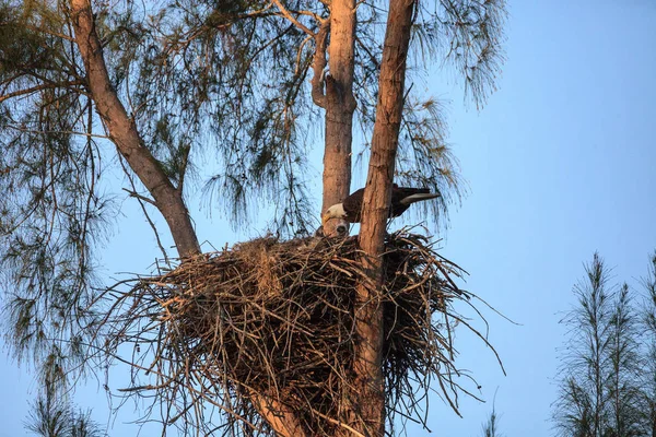 Aquila calva Haliaeetus leucocephalus alimenta le aquile nella loro n — Foto Stock