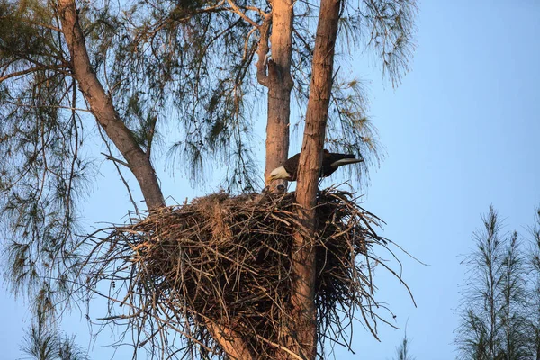 Águila calva Haliaeetus leucocephalus alimenta a las águilas en su n — Foto de Stock