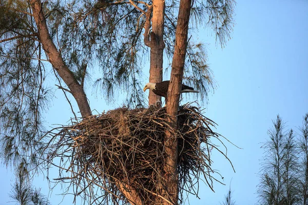 Águila calva Haliaeetus leucocephalus alimenta a las águilas en su n — Foto de Stock