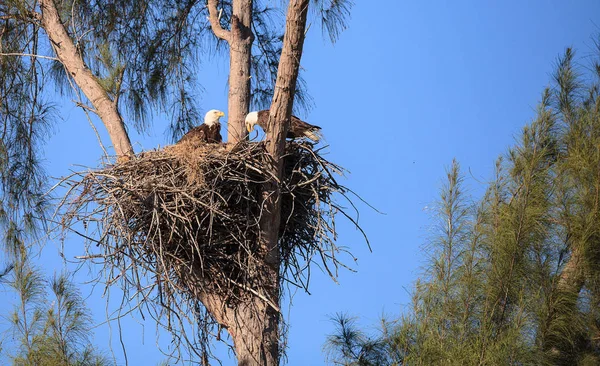 Familia de dos águila calva Haliaeetus leucocephalus padres con t — Foto de Stock