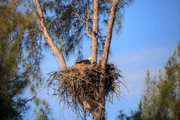 Familia de dos águila calva Haliaeetus leucocephalus padres con t — Foto de Stock