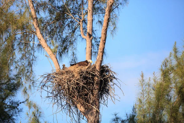Família de dois carecas águia Haliaeetus leucocephalus pais com t — Fotografia de Stock