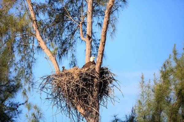 Familia de dos águila calva Haliaeetus leucocephalus padres con t —  Fotos de Stock