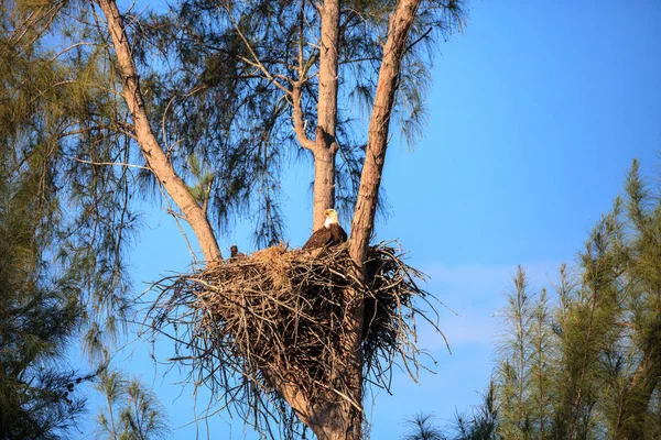 Família de dois carecas águia Haliaeetus leucocephalus pais com t — Fotografia de Stock