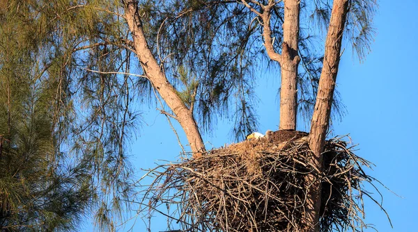 Familia de dos águila calva Haliaeetus leucocephalus padres con t — Foto de Stock