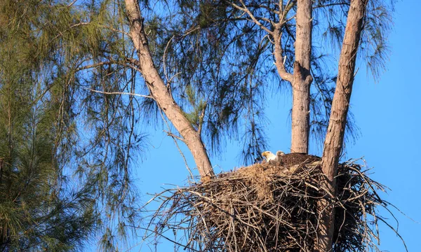 Familia de dos águila calva Haliaeetus leucocephalus padres con t — Foto de Stock