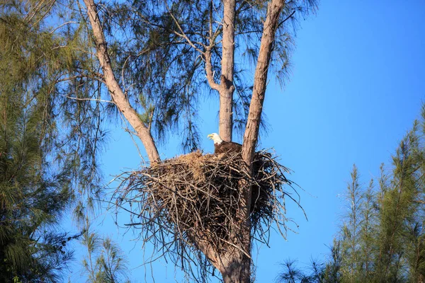 Familia de dos águila calva Haliaeetus leucocephalus padres con t —  Fotos de Stock