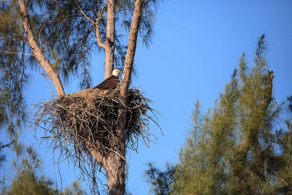 Familia de dos águila calva Haliaeetus leucocephalus padres con t —  Fotos de Stock