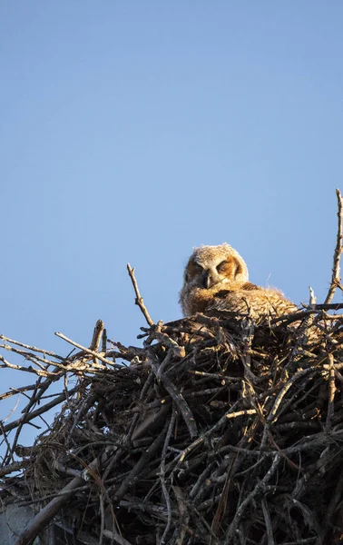 Baby wielki rogaty owlet Bubo virginianus okonie w jego gniazdo — Zdjęcie stockowe