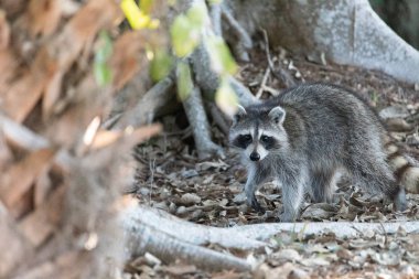 Genç tombul rakun Procyon Lotor yiyecek arıyor.