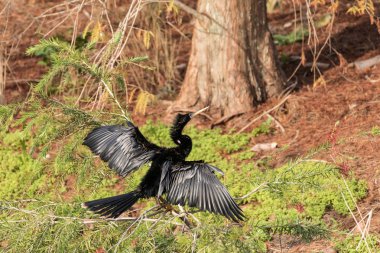 Erkek Anhinga kuş Anhinga anhinga ve yılan kuşu denir