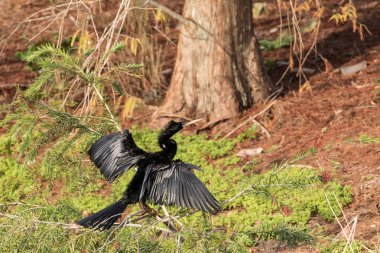 Erkek Anhinga kuş Anhinga anhinga ve yılan kuşu denir