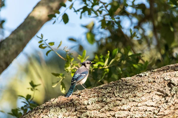 Синяя сойка голубая Cyanocitta cristata сидящая на дереве — стоковое фото