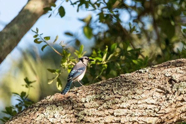 Синяя сойка голубая Cyanocitta cristata сидящая на дереве — стоковое фото