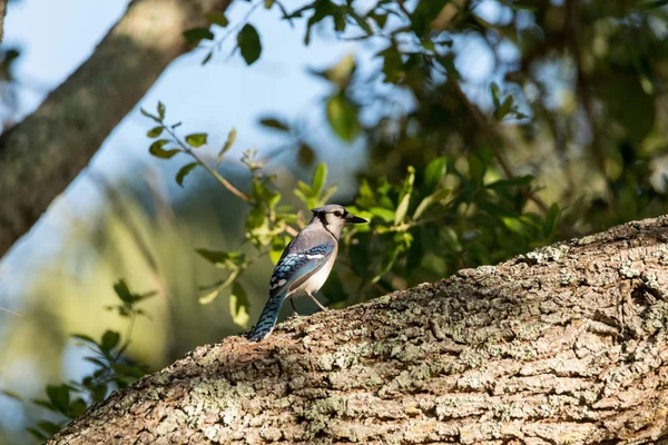 Blue jay bird Cyanocitta cristata perched in a tree