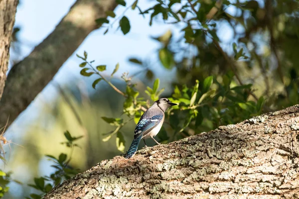 Blue jay bird Cyanocitta cristata perched in a tree — Stock Photo, Image