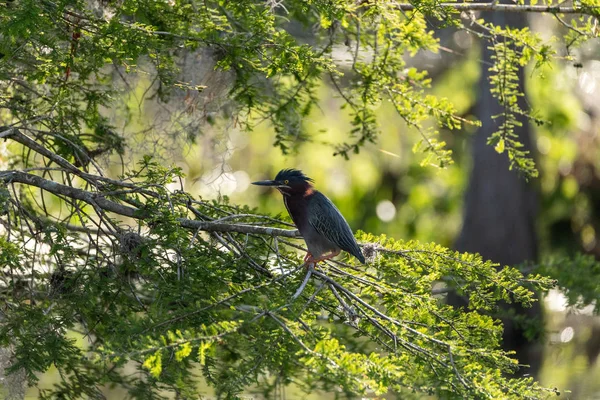 Héron vert Butorides virescens perché dans un arbre sur un étang — Photo