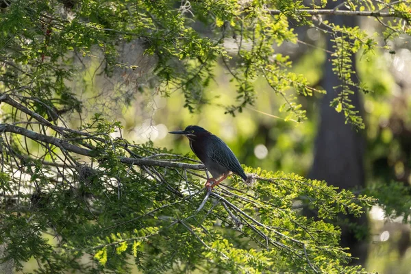 Зелена чапля Буторідес вітражі, проникли в дерево над ставком — стокове фото