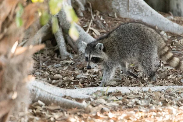 Jóvenes mapache gordito Procyon lotor caza para la comida — Foto de Stock