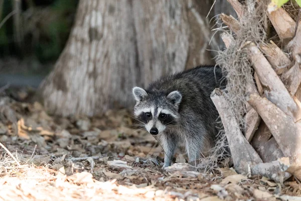 Young chubby raccoon Procyon lotor hunts for food