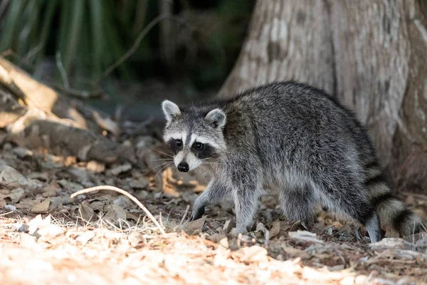 Jóvenes mapache gordito Procyon lotor caza para la comida — Foto de Stock