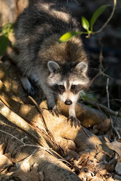 Jóvenes mapache gordito Procyon lotor caza para la comida — Foto de Stock