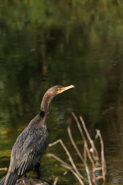 Double-crested Cormorant, Phalacrocorax auritus, is a black fish — Stock Photo, Image