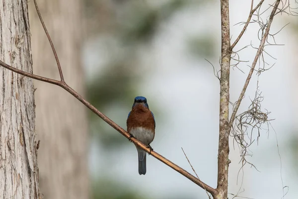 Oostelijke Bluebird Sialia sialis op een dennenboom — Stockfoto