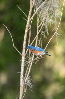 Bir çam ağacı üzerinde Doğu bluebird Sialia sialis