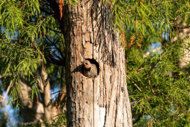 Northern flicker Colaptes auratus at the entrance of its nest clipart
