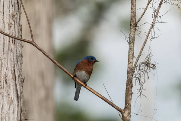 Bluebird wschodni Sialia Sialis na sosnowym drzewie — Zdjęcie stockowe