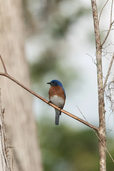 Östlig Bluebird sialia östsialia på en tallskog — Stockfoto