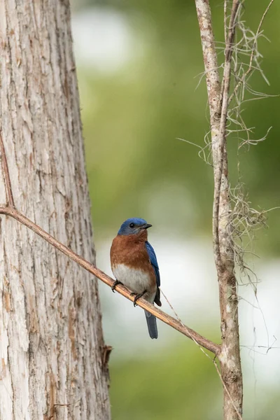 Östlig Bluebird sialia östsialia på en tallskog — Stockfoto