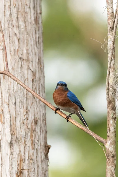 Merle bleu de l'Est Sialia sialis sur un pin — Photo