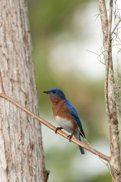 Östlig Bluebird sialia östsialia på en tallskog — Stockfoto